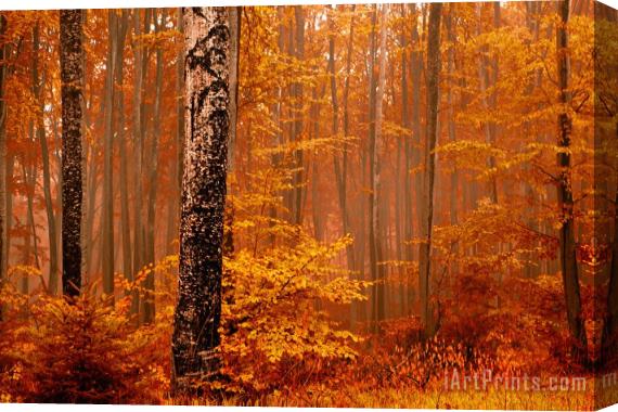 Collection 12 Welcome to Orange Forest Stretched Canvas Print / Canvas Art