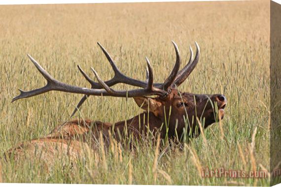 Collection 14 Elk Bugle Stretched Canvas Print / Canvas Art