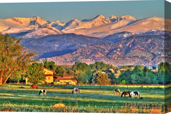 Collection 14 Grazing Stretched Canvas Print / Canvas Art