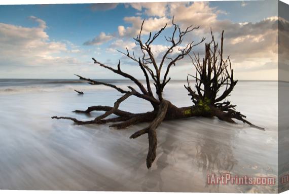 Collection 3 Charleston Botany Bay Driftwood Edisto Island Stretched Canvas Painting / Canvas Art