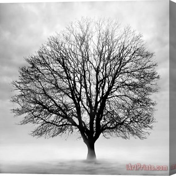 Collection 5 Silent Tree Stretched Canvas Print / Canvas Art
