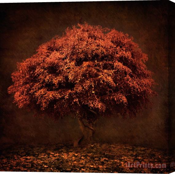 Collection 5 The Tree that knew me Stretched Canvas Print / Canvas Art