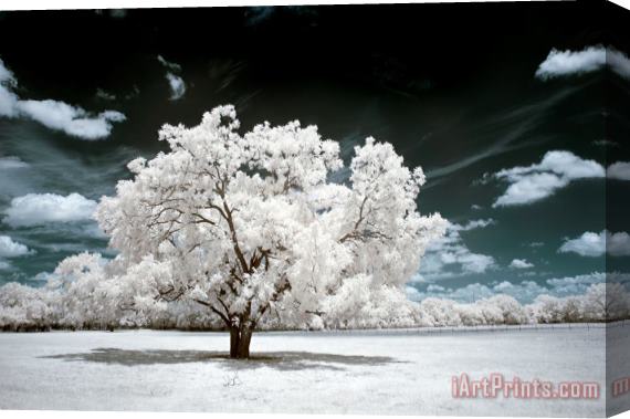 Collection 6 Dreamscape Tree Stretched Canvas Print / Canvas Art