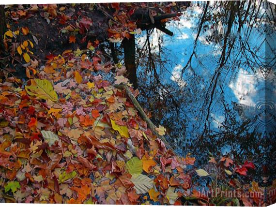 Collection 8 Autumn reflections Stretched Canvas Print / Canvas Art