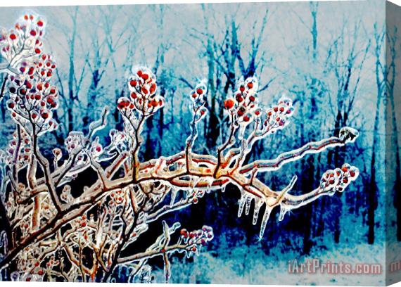 Collection 8 Winter berries Stretched Canvas Print / Canvas Art