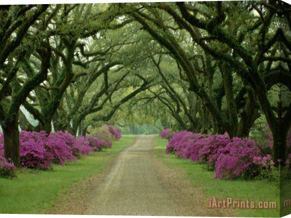 Collection A Beautiful Pathway Lined with Trees And Purple Azaleas Stretched Canvas Painting / Canvas Art
