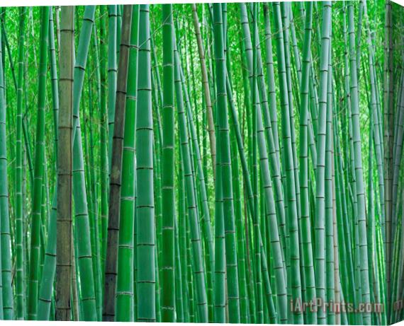 Collection Bright Green Bamboo Forest in Kyoto Japan Stretched Canvas Painting / Canvas Art