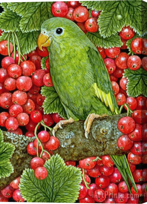 Ditz Redcurrant Parakeet Stretched Canvas Print / Canvas Art