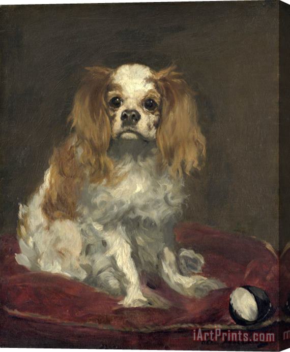 Edouard Manet A King Charles Spaniel Stretched Canvas Print / Canvas Art