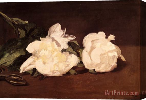 Edouard Manet Branch of White Peonies And Secateurs Stretched Canvas Print / Canvas Art