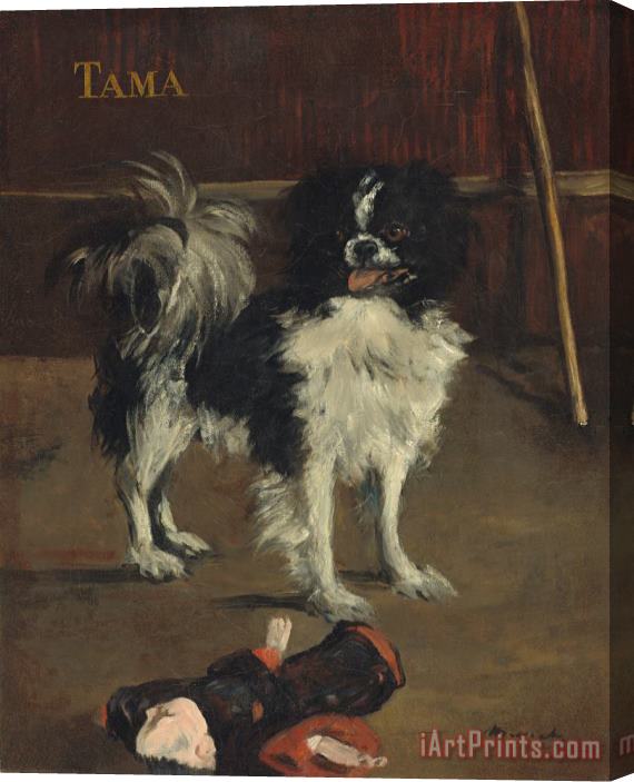 Edouard Manet Tama, The Japanese Dog Stretched Canvas Print / Canvas Art