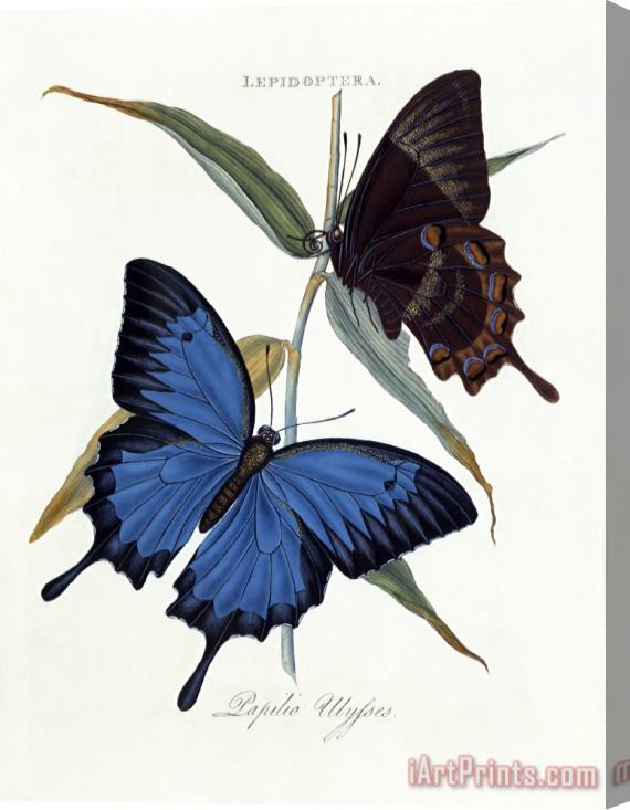 Edward Donovan Ulysses Butterfly, Papilio Ulysses Stretched Canvas Painting / Canvas Art