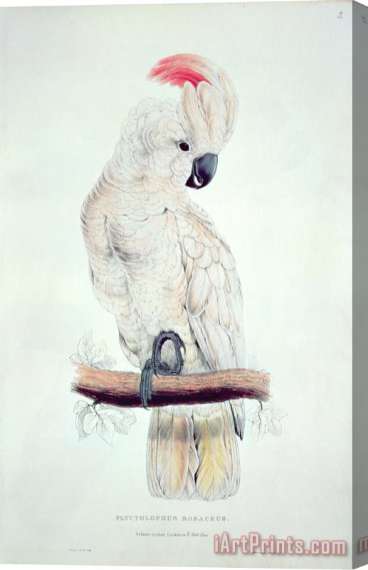 Edward Lear Salmon Crested Cockatoo Stretched Canvas Print / Canvas Art