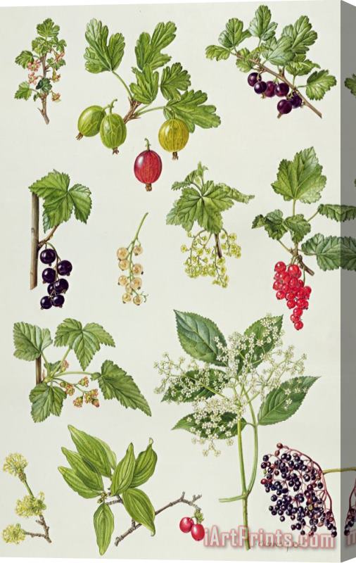 Elizabeth Rice Currants and Berries Stretched Canvas Print / Canvas Art