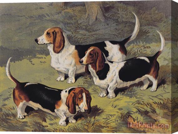 English School Basset Hounds Stretched Canvas Painting / Canvas Art