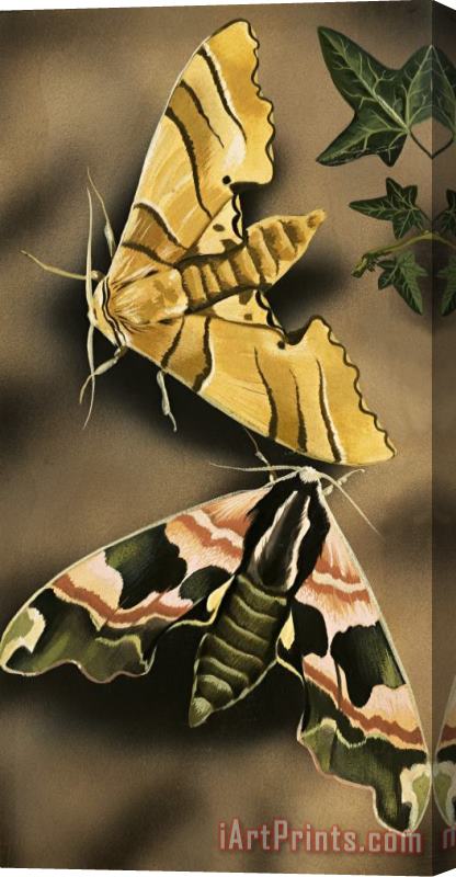 English School Moths Stretched Canvas Print / Canvas Art