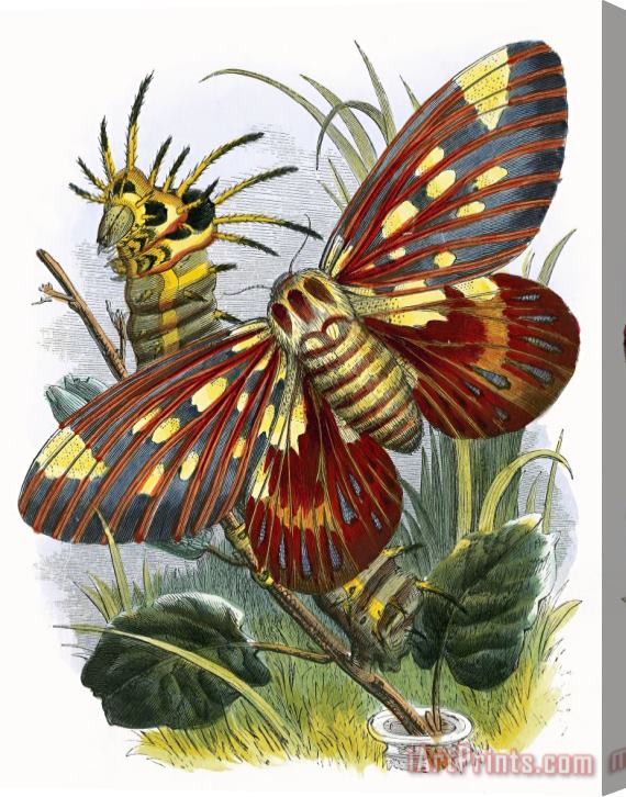 English School The Butterfly Vivarium Stretched Canvas Print / Canvas Art