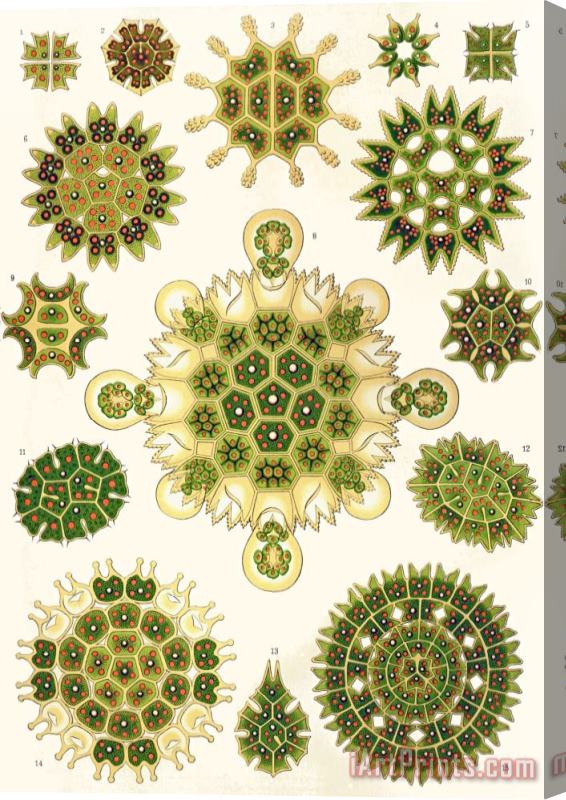 Ernst Haeckel Varities Of Pediastrum From Kunstformen Der Natur Stretched Canvas Painting / Canvas Art