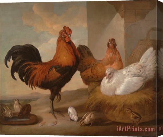 Francis Barlow Domestic Cock, Hens, And Chicks Stretched Canvas Print / Canvas Art