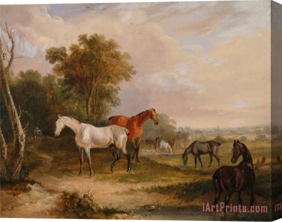 Francis Calcraft Turner Horses Grazing a Grey Stallion Grazing with Mares in a Meadow Stretched Canvas Print / Canvas Art