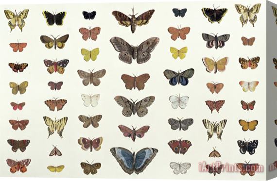 French School A Collage Of Butterflies And Moths Stretched Canvas Print / Canvas Art