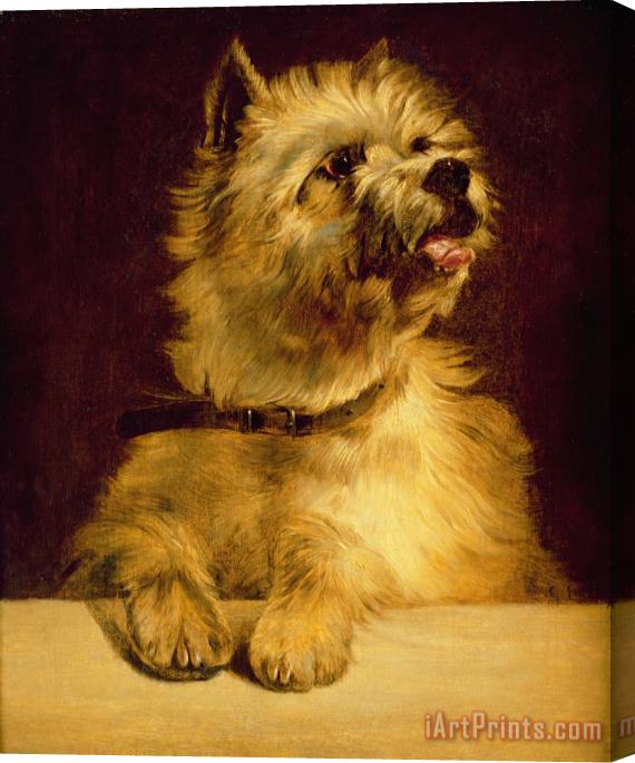 George Earl Cairn Terrier Stretched Canvas Print / Canvas Art