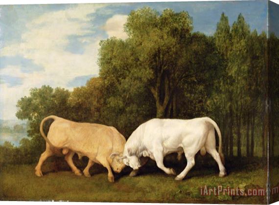 George Stubbs Bulls Fighting Stretched Canvas Print / Canvas Art