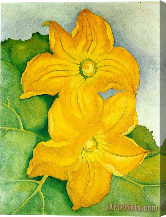Georgia O'keeffe Squash Blossoms I Stretched Canvas Print / Canvas Art