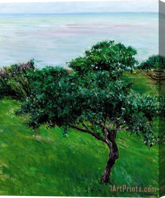Gustave Caillebotte Apple Trees By The Sea Trouville Stretched Canvas Painting / Canvas Art