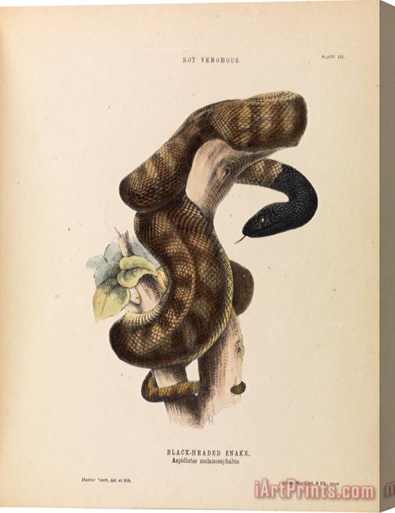 Harriet Scott Black Headed Snake, Aspidiotes Melanocephalus Stretched Canvas Print / Canvas Art