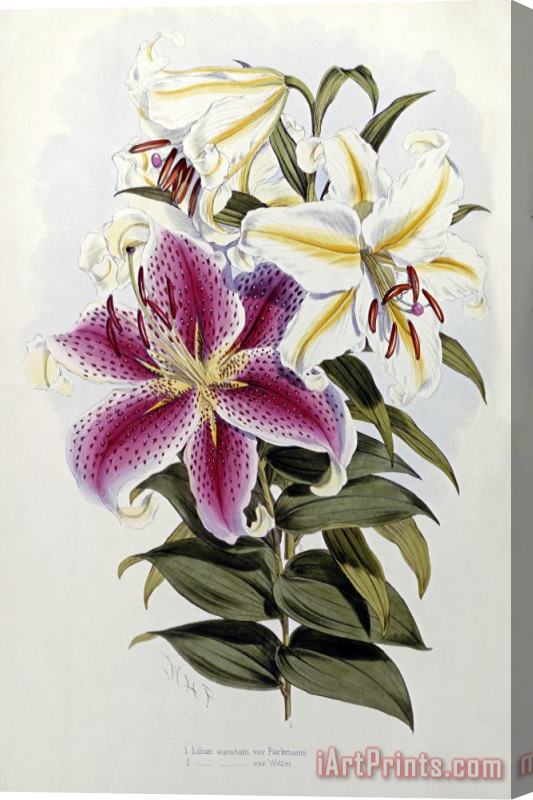 Henry John Elwes A Monograph of The Genus Lilium Stretched Canvas Print / Canvas Art