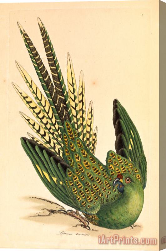 James Sowerby Ground Parrot, Psittacus Terrestris Stretched Canvas Print / Canvas Art