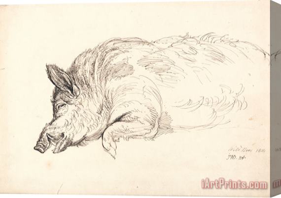 James Ward A Wild Boar, Asleep Or Dead Stretched Canvas Print / Canvas Art
