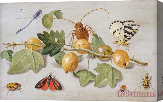 Jan Van Kessel Still Life Of Branch Of Gooseberries Stretched Canvas Painting / Canvas Art