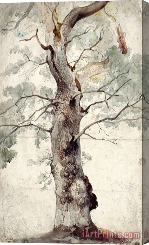 Johann Caspar Nepomuk Scheuren Study of a Tree Stretched Canvas Print / Canvas Art