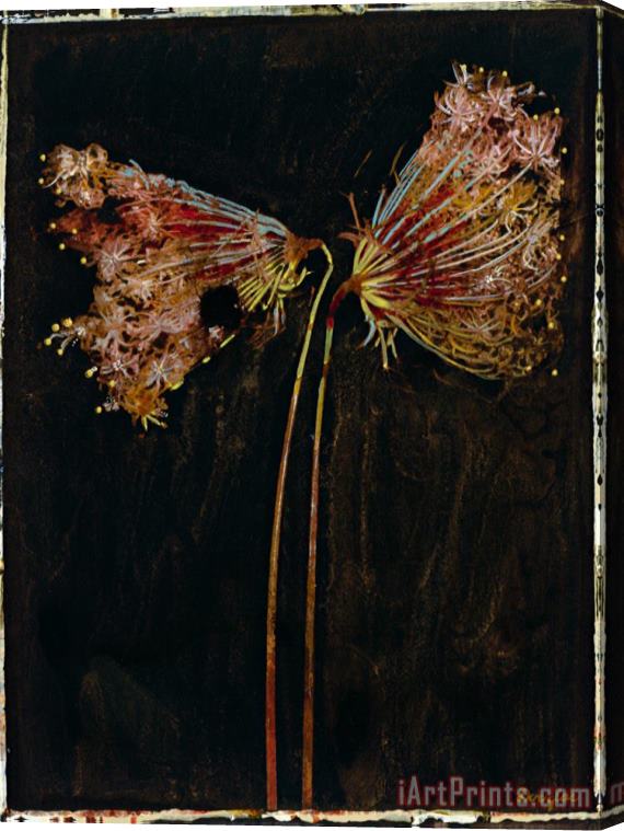 John Douglas Floral Negative II Stretched Canvas Print / Canvas Art