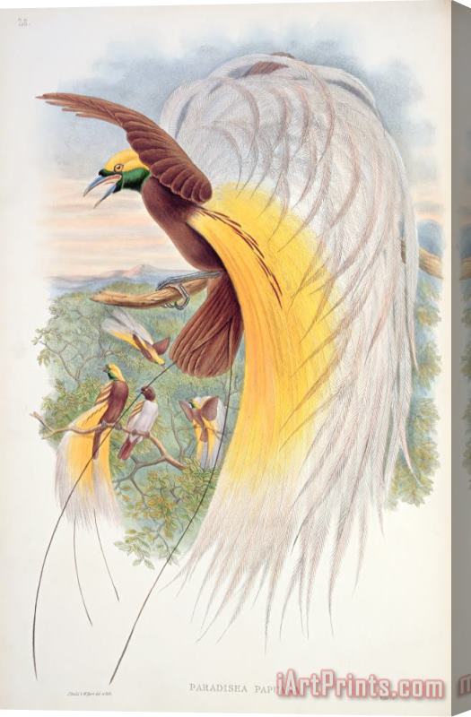 John Gould Bird Of Paradise Stretched Canvas Print / Canvas Art