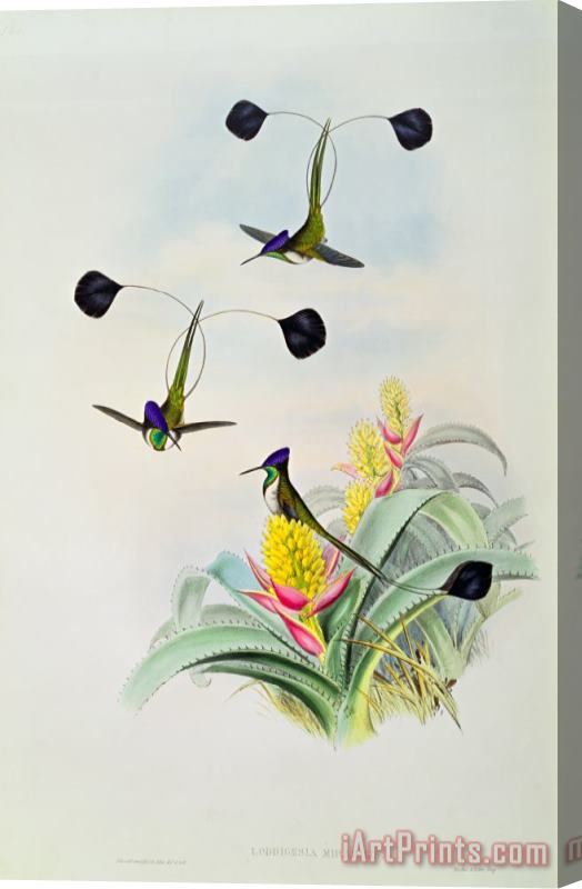 John Gould Hummingbird Stretched Canvas Print / Canvas Art