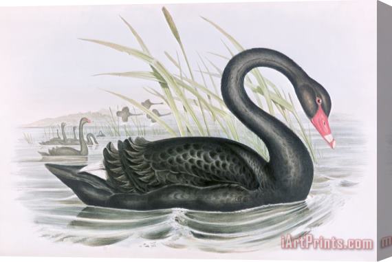 John Gould The Black Swan Stretched Canvas Painting / Canvas Art