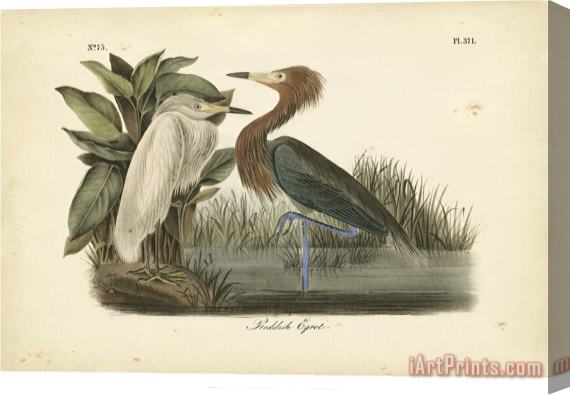John James Audubon Audubon's Reddish Egret Stretched Canvas Print / Canvas Art