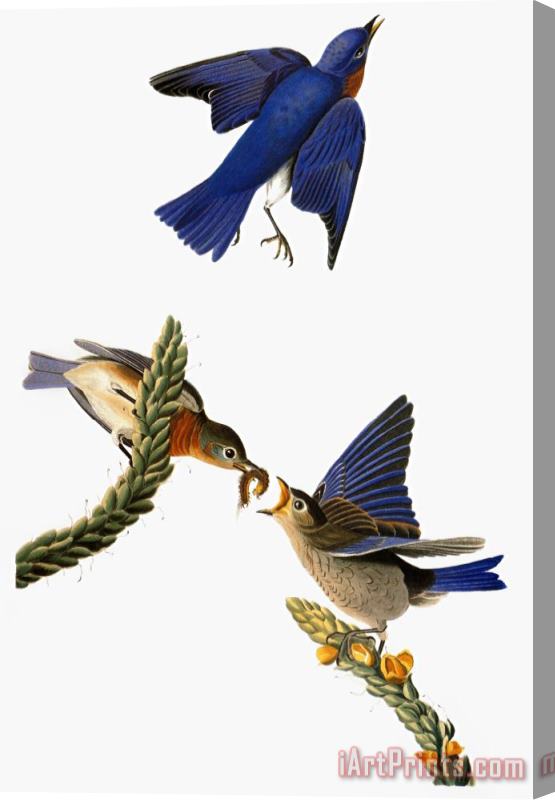 John James Audubon Audubon Bluebird Stretched Canvas Print / Canvas Art
