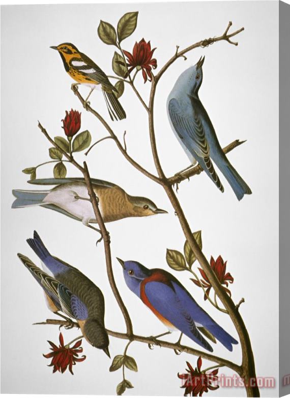 John James Audubon Audubon Bluebirds Stretched Canvas Print / Canvas Art