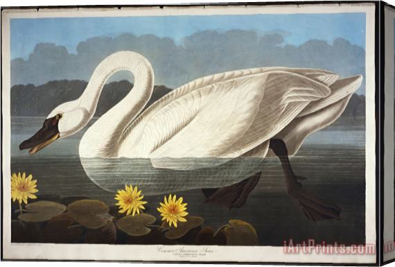 John James Audubon Audubon Common American Swan Whistling Swan Stretched Canvas Painting / Canvas Art