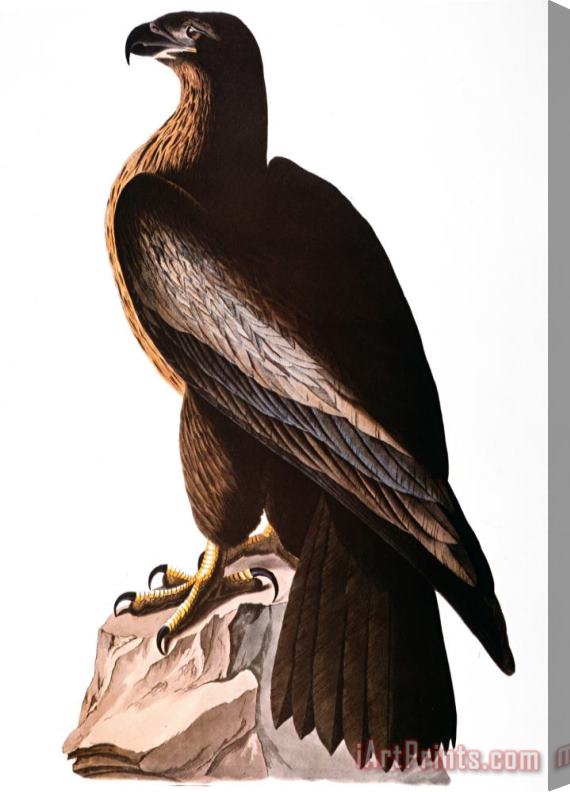 John James Audubon Audubon Eagle Stretched Canvas Print / Canvas Art
