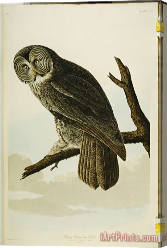John James Audubon Audubon Great Cinereous Owl From The Birds of America Stretched Canvas Print / Canvas Art