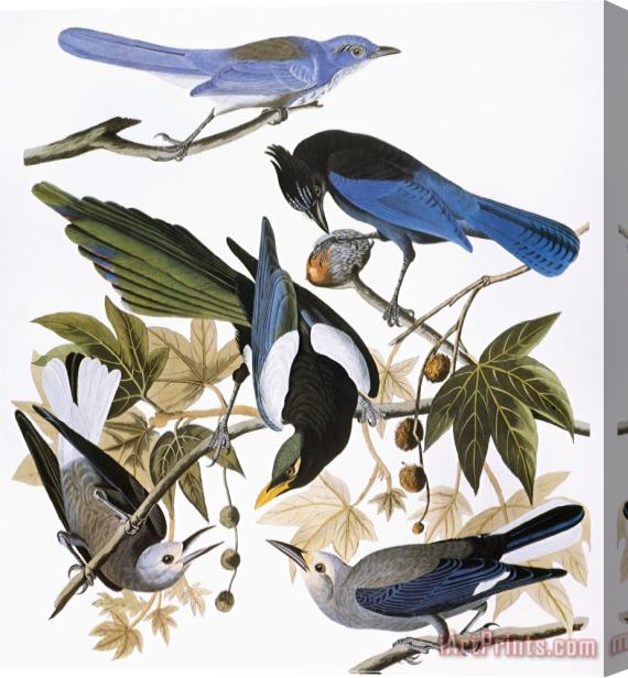 John James Audubon Audubon Jay And Magpie Stretched Canvas Print / Canvas Art