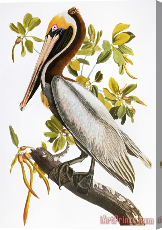 John James Audubon Audubon Pelican Stretched Canvas Print / Canvas Art