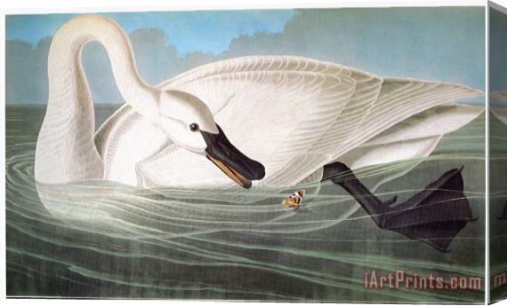 John James Audubon Audubon Trumpeter Swan Stretched Canvas Painting / Canvas Art