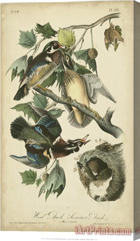 John James Audubon Audubon Wood Duck Stretched Canvas Print / Canvas Art