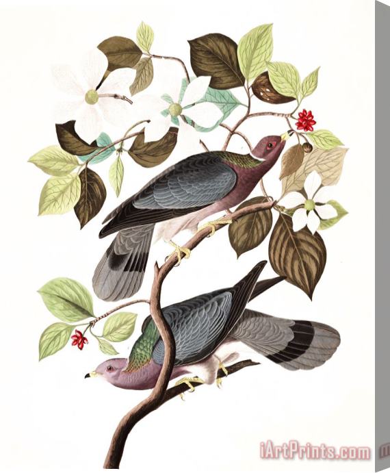 John James Audubon Band Tailed Pigeon Stretched Canvas Painting / Canvas Art